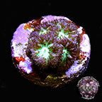 LiveAquaria® CCGC Aquacultured Australian Blastomussa Merletti Coral