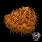 LiveAquaria® CCGC Aquacultured Orange Herpolitha Coral