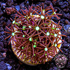 LiveAquaria® CCGC Purple Star Polyp Coral frag