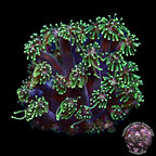 Forest Green Galaxea Coral - Aquacultured