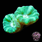 LiveAquaria® CCGC Aquacultured Blue Spruce Caulastrea Coral