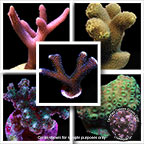 LiveAquaria® Certified Beginner SPS Frag 4 Pack, Aquacultured LiveAquaria® Certified Beginner SPS Frag 4 Pack, Aquacultured
