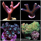 Drs. Foster & Smith Certified Beginner SPS Frag 5 Pack - Aquacultured