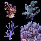 LiveAquaria® Certified Assorted Soft Coral Frag 4 Pack, Aquacultured LiveAquaria® Certified Assorted Soft Coral Frag 4 Pack, Aquacultured