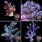 LiveAquaria® Certified Assorted Soft Coral Frag 4 Pack, Aquacultured LiveAquaria® Certified Assorted Soft Coral Frag 4 Pack, Aquacultured