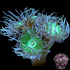 Giant Green Polyp Duncanopsamia - Aquacultured