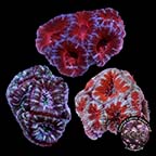 LiveAquaria® CCGC Aquacultured Aussie Lord Frag 3 Pack