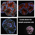 LiveAquaria® Certified Aussie Lord Frag Pack - Aquacultured LiveAquaria® Certified Aussie Lord Frag Pack - Aquacultured