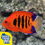 Flame Angelfish