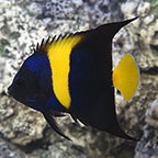 Asfur Angelfish