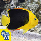 Rock Beauty Angelfish