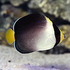 Singapore Angelfish