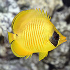 red stop light cardinalfish
