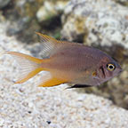 Blackmouth Bicolor Chromis 