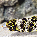 Snowflake Eel