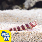 Wheeler's Shrimp Goby 