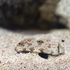 Two Spot Goby 