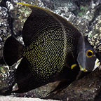 French Angelfish 