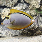 Naso Blonde Tang