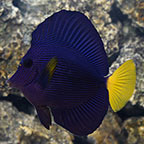 Purple Tang 