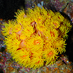 Tube Coral, Yellow
