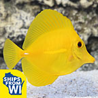 Yellow Tang - Hawaii