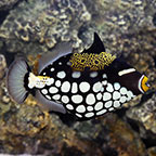 Clown Triggerfish 