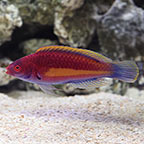 Yellowband Wrasse