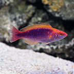 Multicolor Lubbock's Wrasse