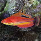 Wrasse Fish for Sale: Cleaner Wrasse and other Reef Safe Wrasse Species