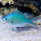 Blue/Green Black-axil Chromis