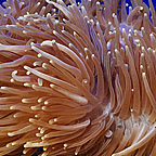 Ritteri Anemone