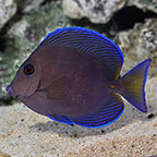 Blue Caribbean Tang