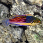 Ruby Head Fairy Wrasse 