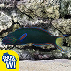 Lyretail Wrasse