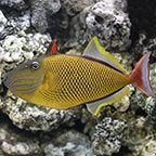 Crosshatch Triggerfish 