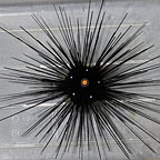 Longspine Urchin, Black