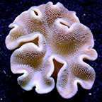Toadstool Mushroom Leather Coral, Brown 