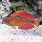 Eightline Flasher Wrasse 