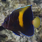 Maculosus Angelfish, Captive-Bred