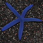 Sea Stars