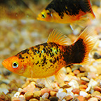 Calico Platy Group