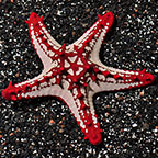 Red Knob Sea Star