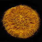 Plate Coral, Orange - Short Tentacle
