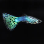 Purple Snowflake Guppy (Pair)