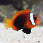 Cinnamon Clownfish, Captive-Bred