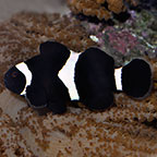 Black and White Percula Clownfish - Captive-Bred Black and White Percula Clownfish - Captive-Bred