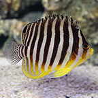 Banded Multifasciatus Angelfish