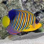 Regal Angelfish EXPERT ONLY