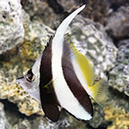 Heniochus Black & White Butterflyfish